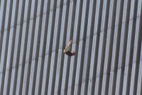 wtc55.jpg